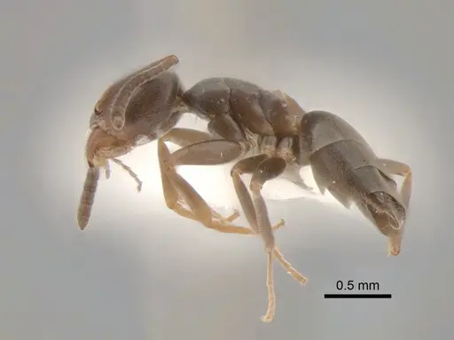Tapinoma sessile specimen CASENT0886691 image casent0886691_3