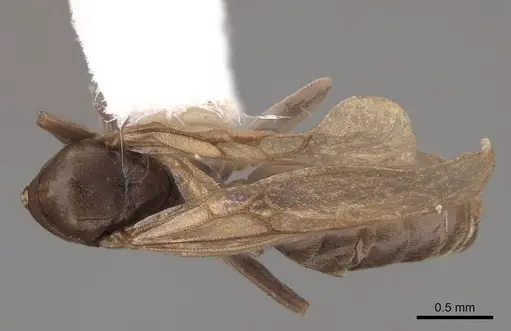 Tapinoma sessile specimen CASENT0923116 image casent0923116_1