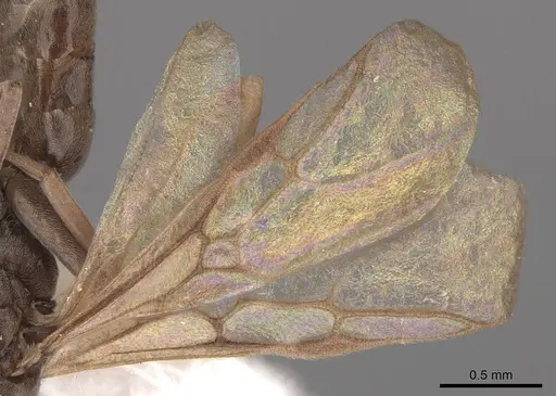 Tapinoma sessile specimen CASENT0923116 image casent0923116_3