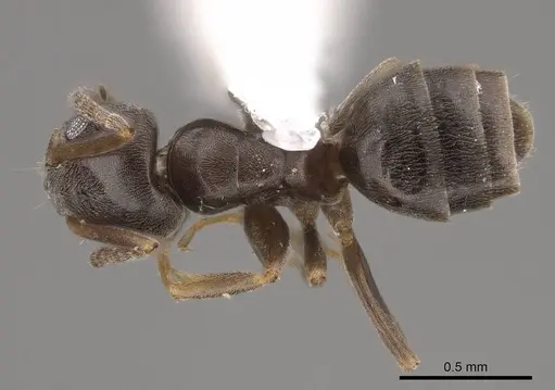 Tapinoma sessile specimen CASENT0923117 image casent0923117_1