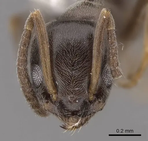 Tapinoma sessile specimen CASENT0923117 image casent0923117_2