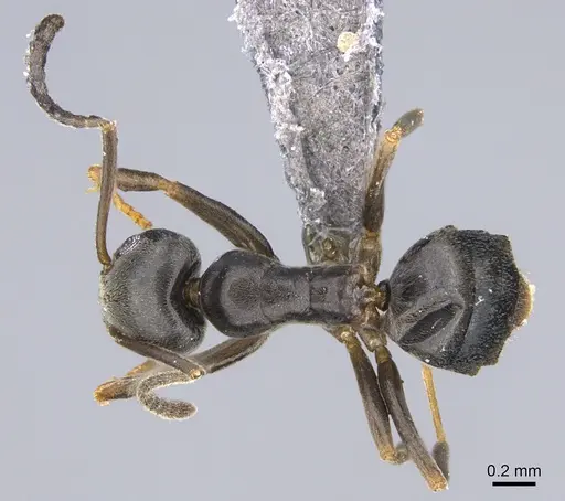Tapinoma sessile specimen CASENT0923740 image casent0923740_1