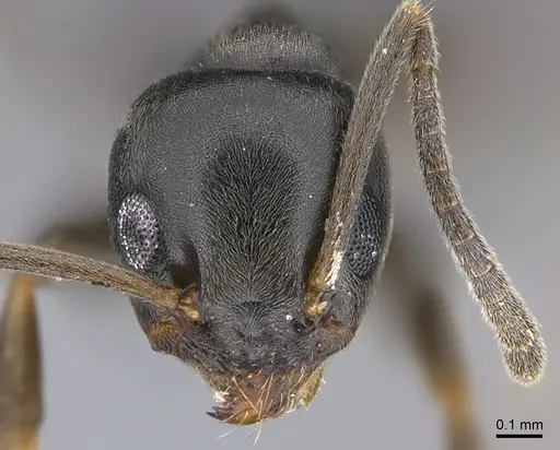 Tapinoma sessile specimen CASENT0923740 image casent0923740_2