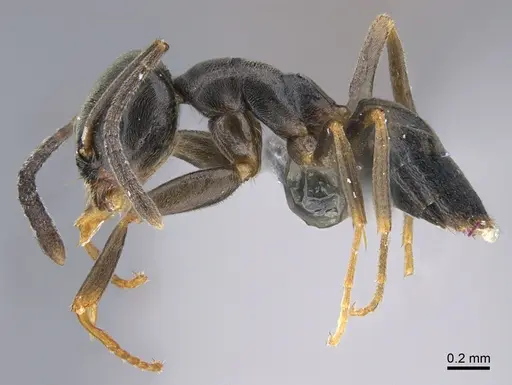 Tapinoma sessile specimen CASENT0923740 image casent0923740_3