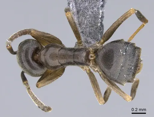 Tapinoma sessile specimen CASENT0923741 image casent0923741_1