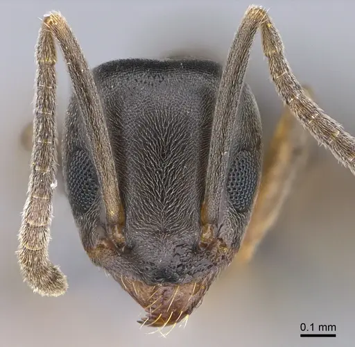 Tapinoma sessile specimen CASENT0923741 image casent0923741_2
