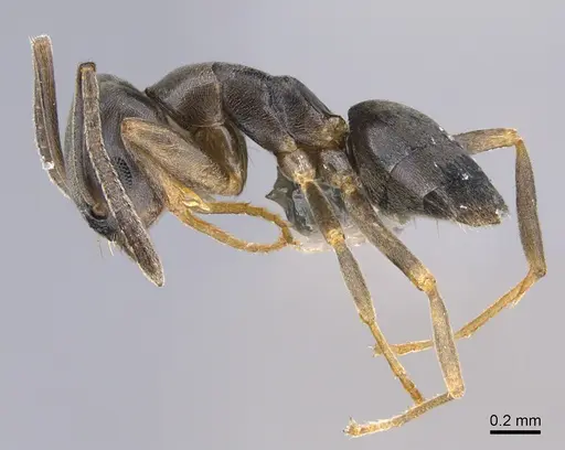 Tapinoma sessile specimen CASENT0923741 image casent0923741_3