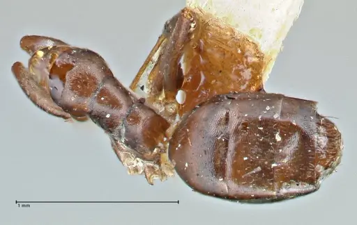 Tapinoma sessile specimen FOCOL2872 image focol2872_1