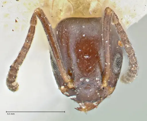 Tapinoma sessile specimen FOCOL2872 image focol2872_2