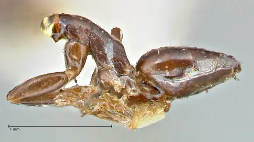 Tapinoma sessile specimen FOCOL2872 image focol2872_3
