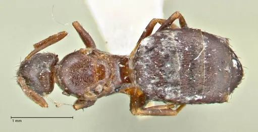 Tapinoma sessile specimen FOCOL2873 image focol2873_1