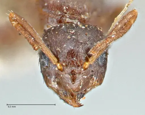 Tapinoma sessile specimen FOCOL2873 image focol2873_2