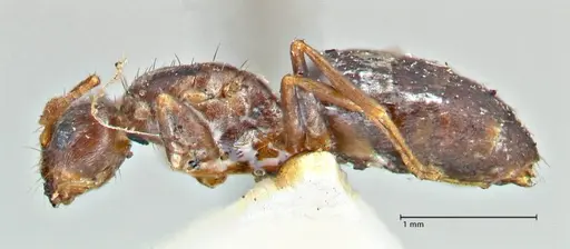 Tapinoma sessile specimen FOCOL2873 image focol2873_3