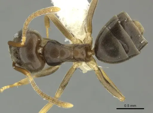 Tapinoma sessile specimen JTLC000014295 image jtlc000014295_1