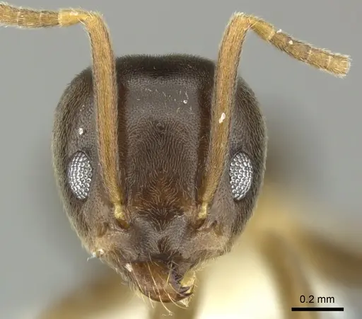 Tapinoma sessile specimen JTLC000014295 image jtlc000014295_2