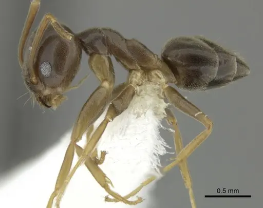 Tapinoma sessile specimen JTLC000014295 image jtlc000014295_3
