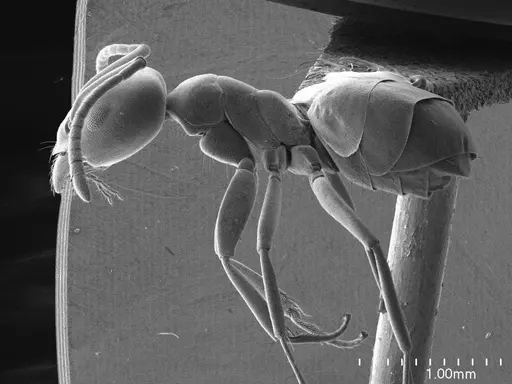 Tapinoma simrothi specimen ANTWEB1008592 image antweb1008592_3