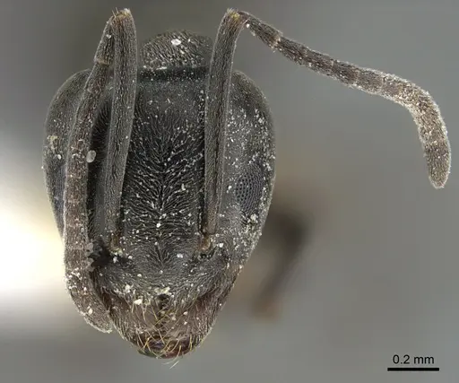 Tapinoma simrothi specimen ANTWEB1041888 image antweb1041888_2