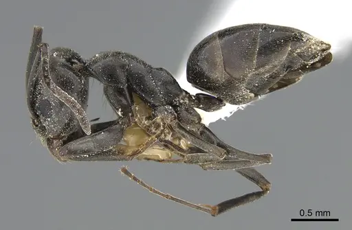 Tapinoma simrothi specimen ANTWEB1041888 image antweb1041888_3