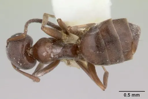 Tapinoma simrothi specimen CASENT0178242 image casent0178242_1