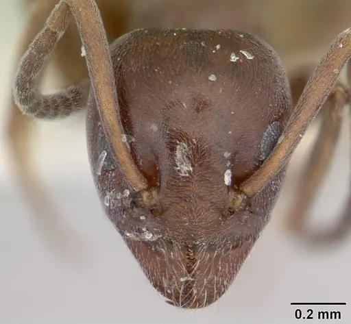 Tapinoma simrothi specimen CASENT0178242 image casent0178242_2