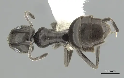 Tapinoma simrothi specimen CASENT0249771 image casent0249771_1