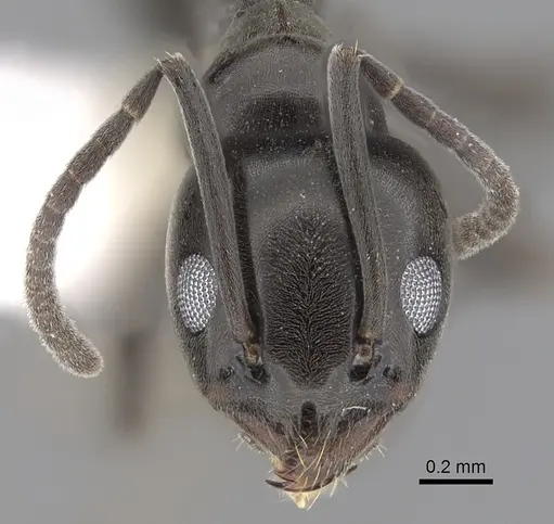 Tapinoma simrothi specimen CASENT0249771 image casent0249771_2