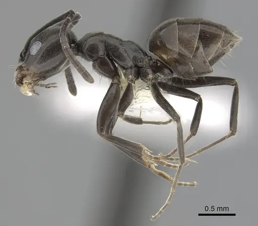 Tapinoma simrothi specimen CASENT0249771 image casent0249771_3