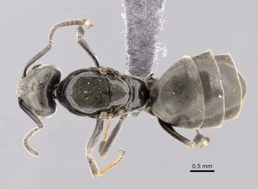 Tapinoma simrothi specimen CASENT0263646 image casent0263646_1