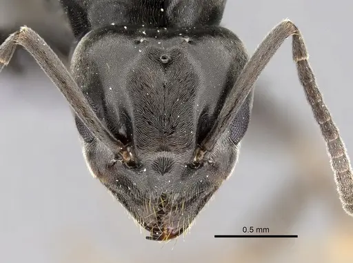 Tapinoma simrothi specimen CASENT0263646 image casent0263646_2