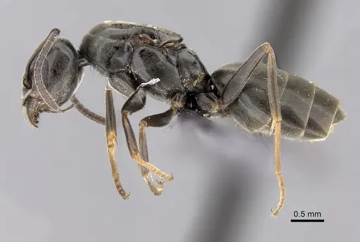 Tapinoma simrothi specimen CASENT0263646 image casent0263646_3