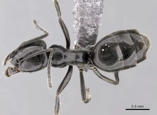Tapinoma simrothi specimen CASENT0263927 image casent0263927_1