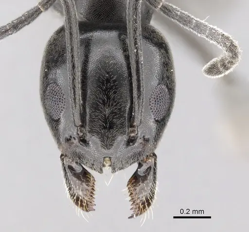 Tapinoma simrothi specimen CASENT0263927 image casent0263927_2