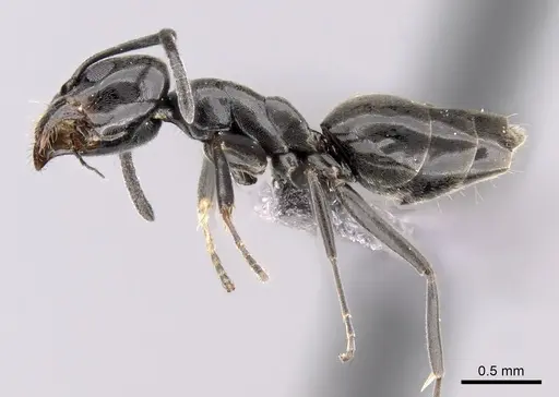 Tapinoma simrothi specimen CASENT0263927 image casent0263927_3