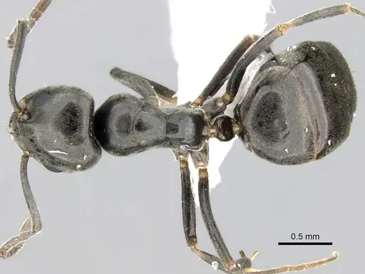 Tapinoma simrothi specimen CASENT0906355 image casent0906355_1