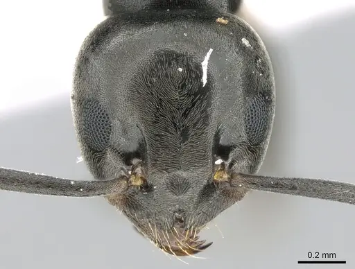Tapinoma simrothi specimen CASENT0906355 image casent0906355_2