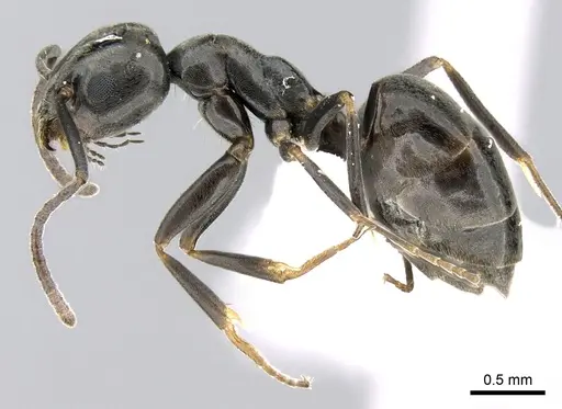 Tapinoma simrothi specimen CASENT0906355 image casent0906355_3