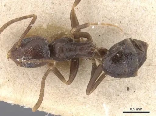 Tapinoma simrothi specimen CASENT0913749 image casent0913749_1