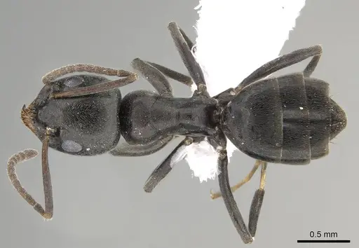 Tapinoma simrothi specimen CASENT0919801 image casent0919801_1