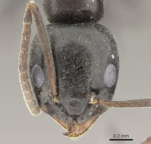Tapinoma simrothi specimen CASENT0919801 image casent0919801_2