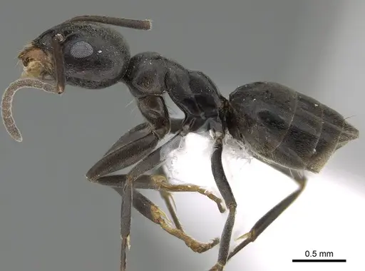 Tapinoma simrothi specimen CASENT0919801 image casent0919801_3