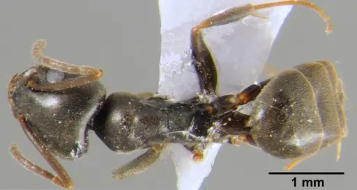 Tapinoma simrothi specimen CFH000035 image cfh000035_1