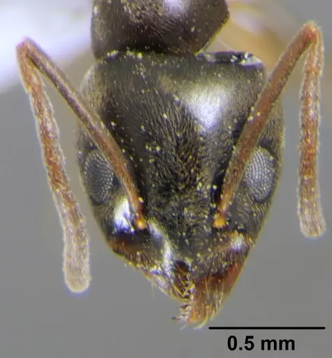 Tapinoma simrothi specimen CFH000035 image cfh000035_2