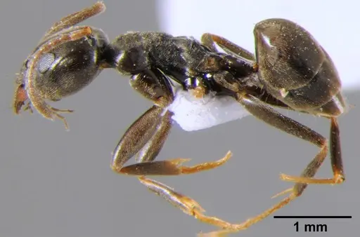 Tapinoma simrothi specimen CFH000035 image cfh000035_3