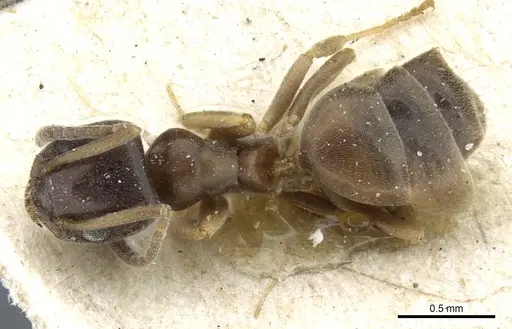 Tapinoma sinense specimen CASENT0904016 image casent0904016_1