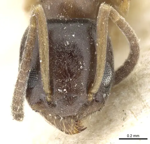 Tapinoma sinense specimen CASENT0904016 image casent0904016_2