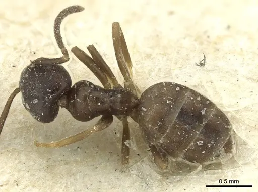 Tapinoma sinense specimen CASENT0911577 image casent0911577_1