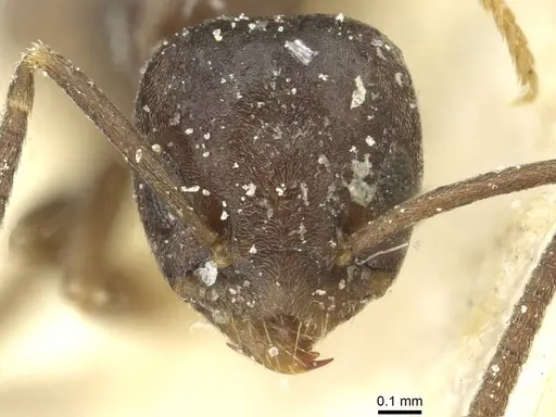 Tapinoma sinense specimen CASENT0911577 image casent0911577_2