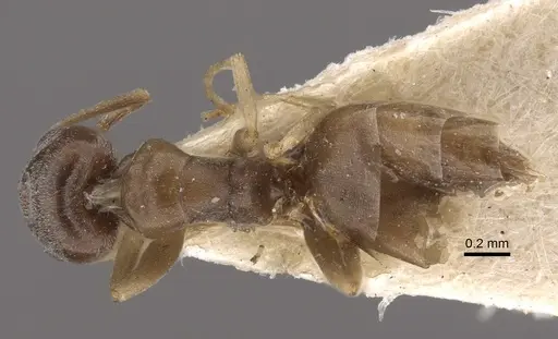 Tapinoma sinense specimen CASENT0917850 image casent0917850_1