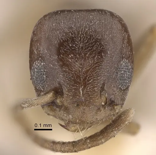 Tapinoma sinense specimen CASENT0917850 image casent0917850_2
